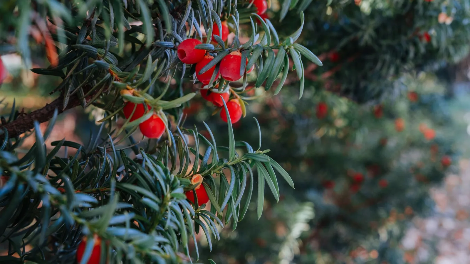 Dark evergreen yew foliage with ripening red berries in early autumn