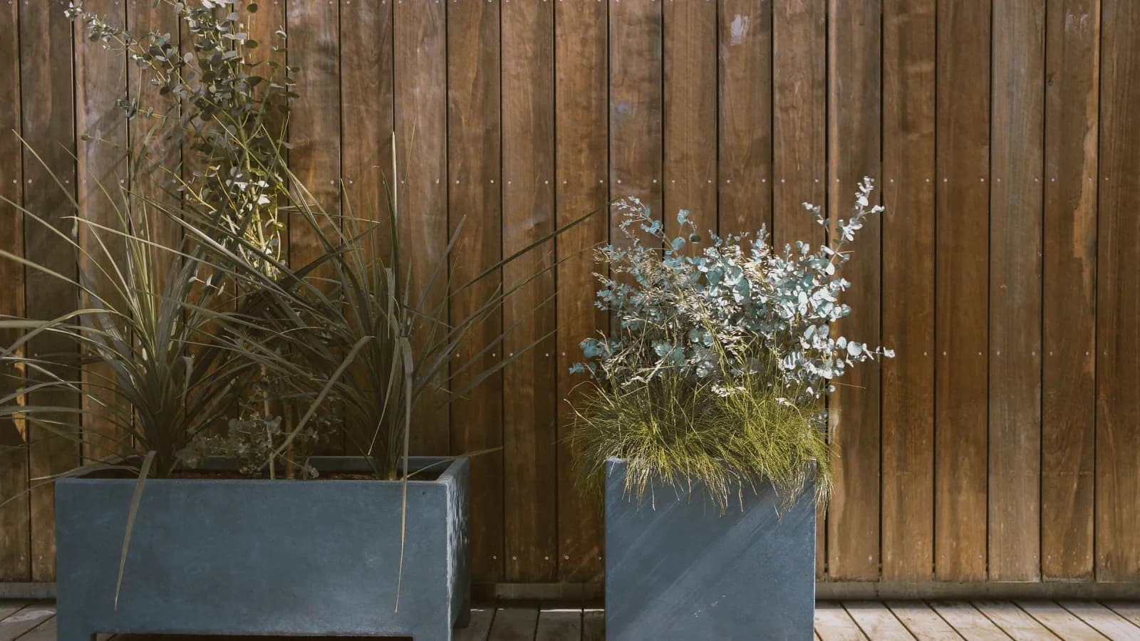 Two grey contemporary planters of grasses and eucalyptus against vertical timber cladding on a deck.