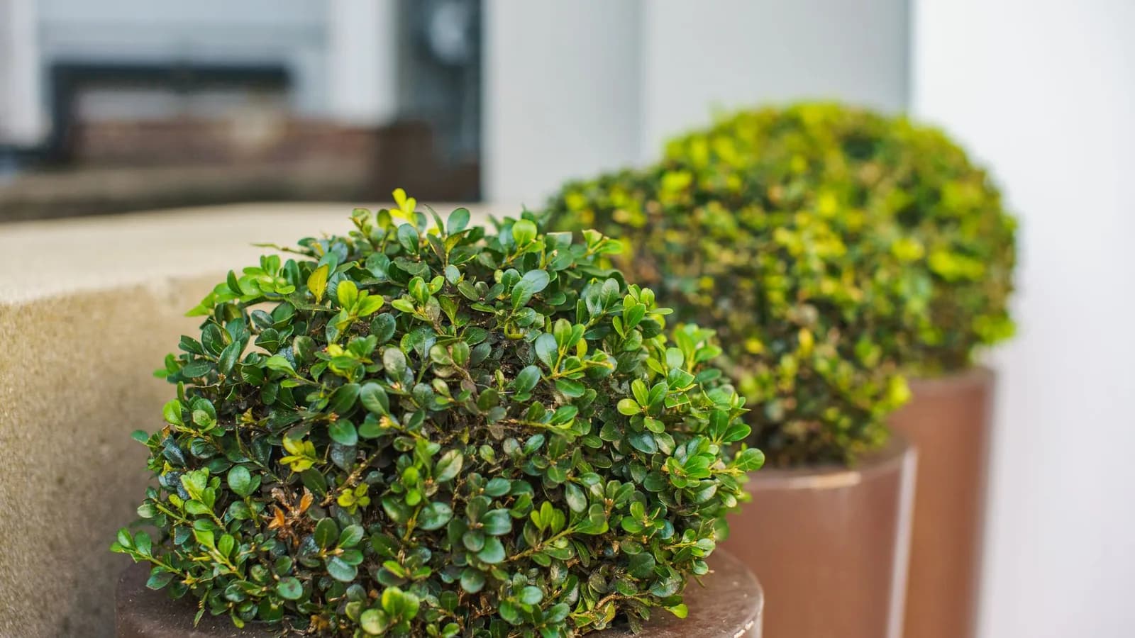 Clipped box balls in tall bronze coloured planters beside a stone step and a pale wall