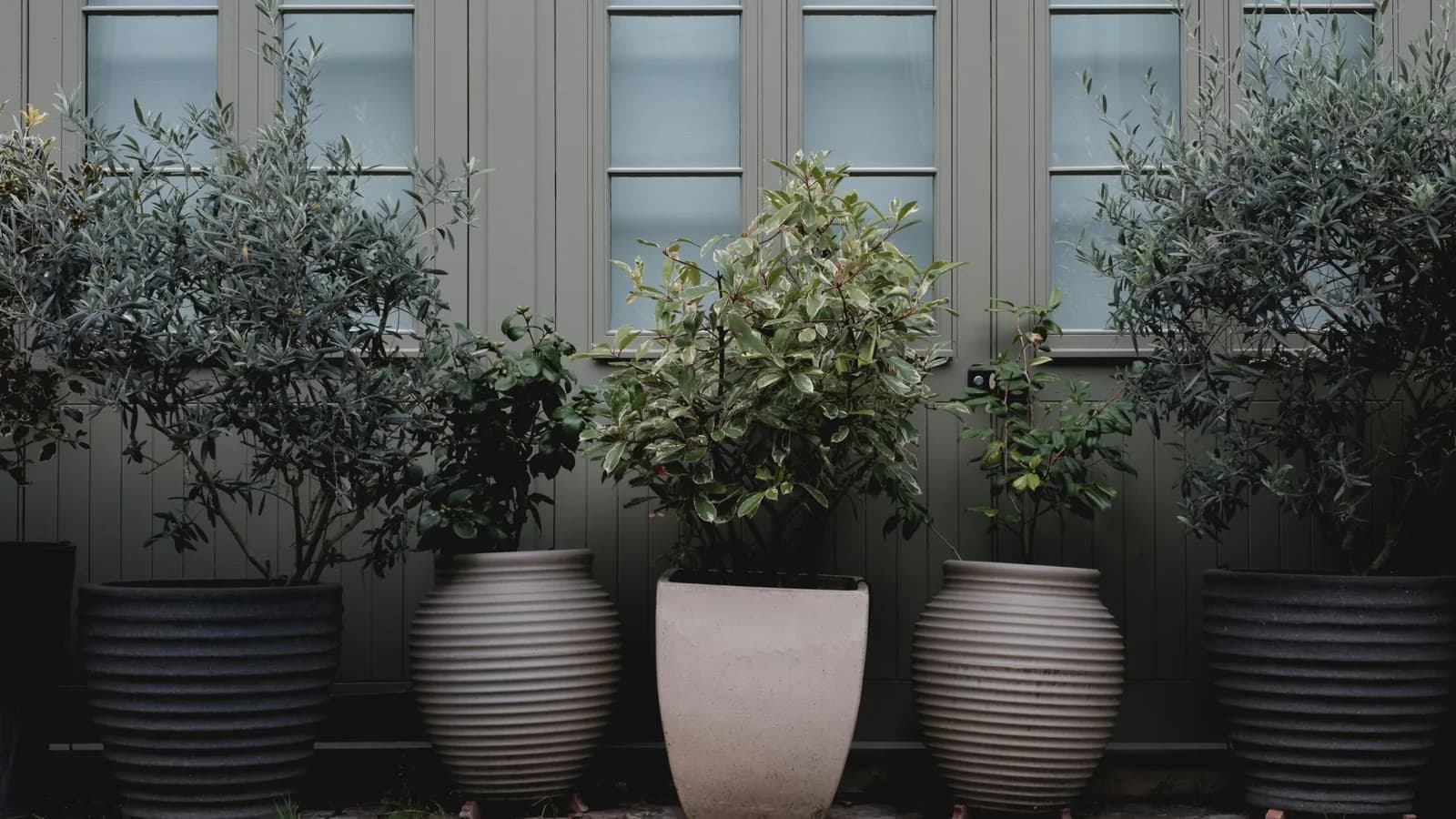 Olive trees and specimen shrubs in contemporary dark ribbed, grey and cream planters lined along a sage green panelled frontage