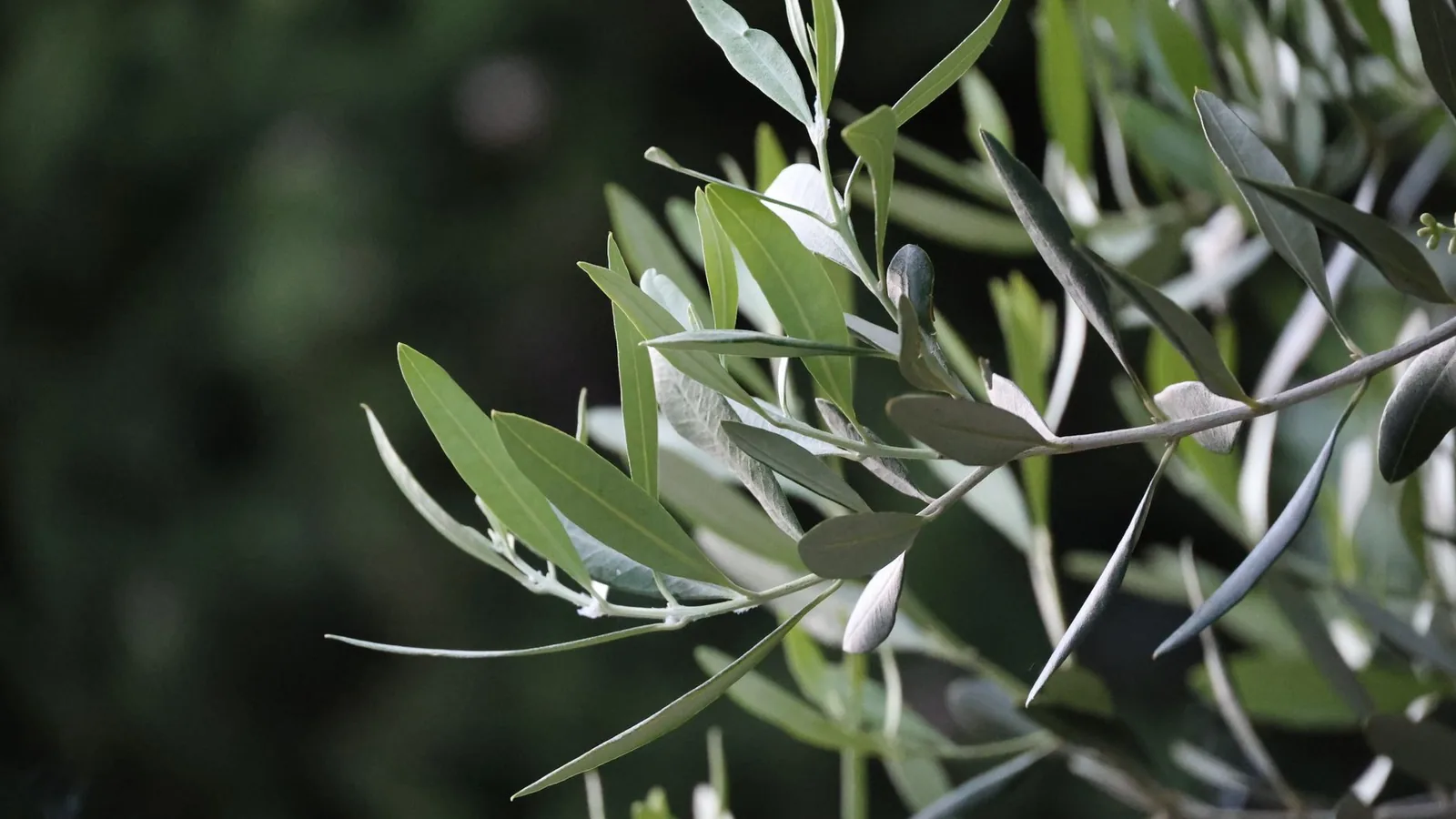 Silvery green olive leaves on a slender branch against a dark, softly blurred garden background