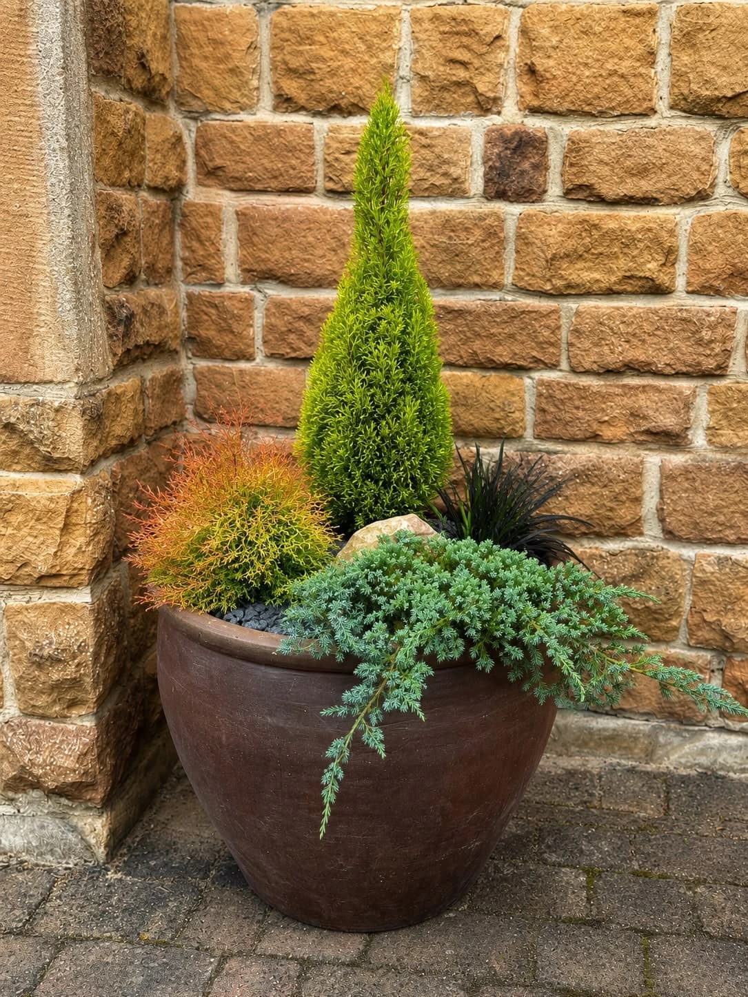A gnarled specimen olive tree styled in a weathered terracotta planter positioned at a driveway entrance.