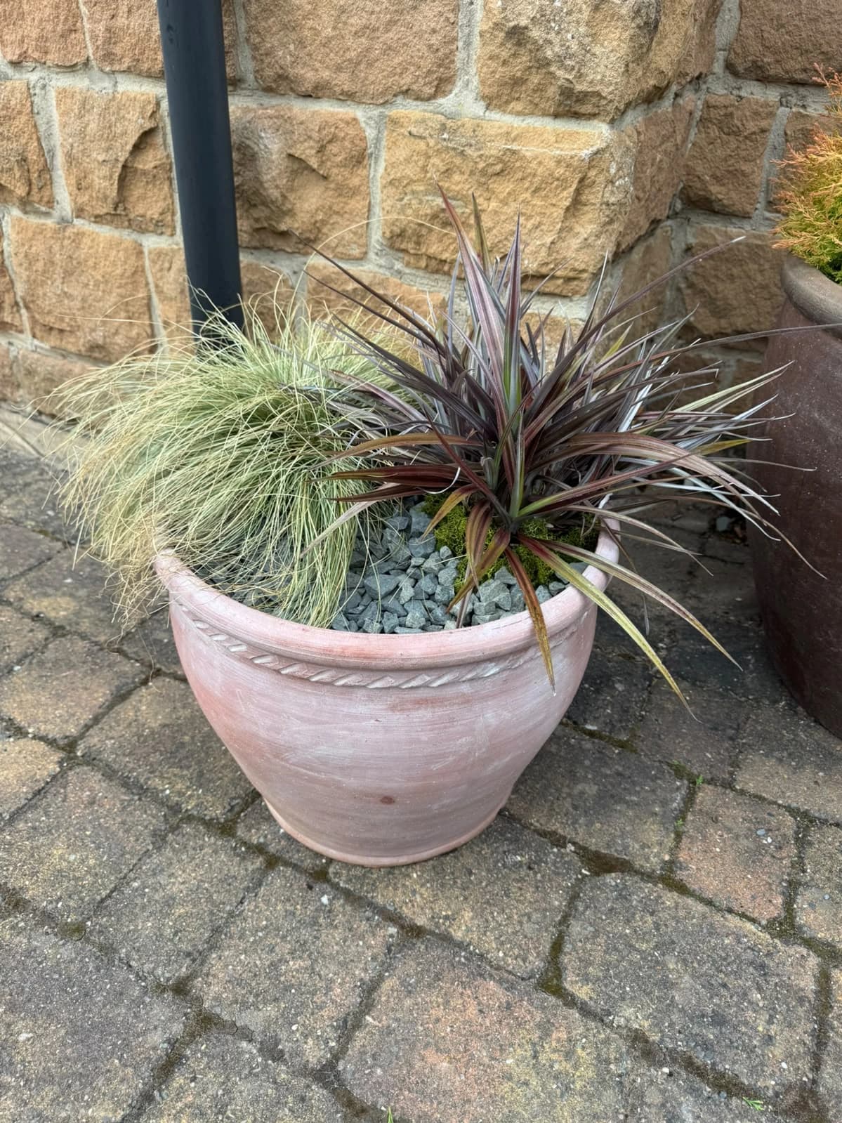 An artisan planter composition with a young acer tree styled in a terracotta pot in the studio gardens.