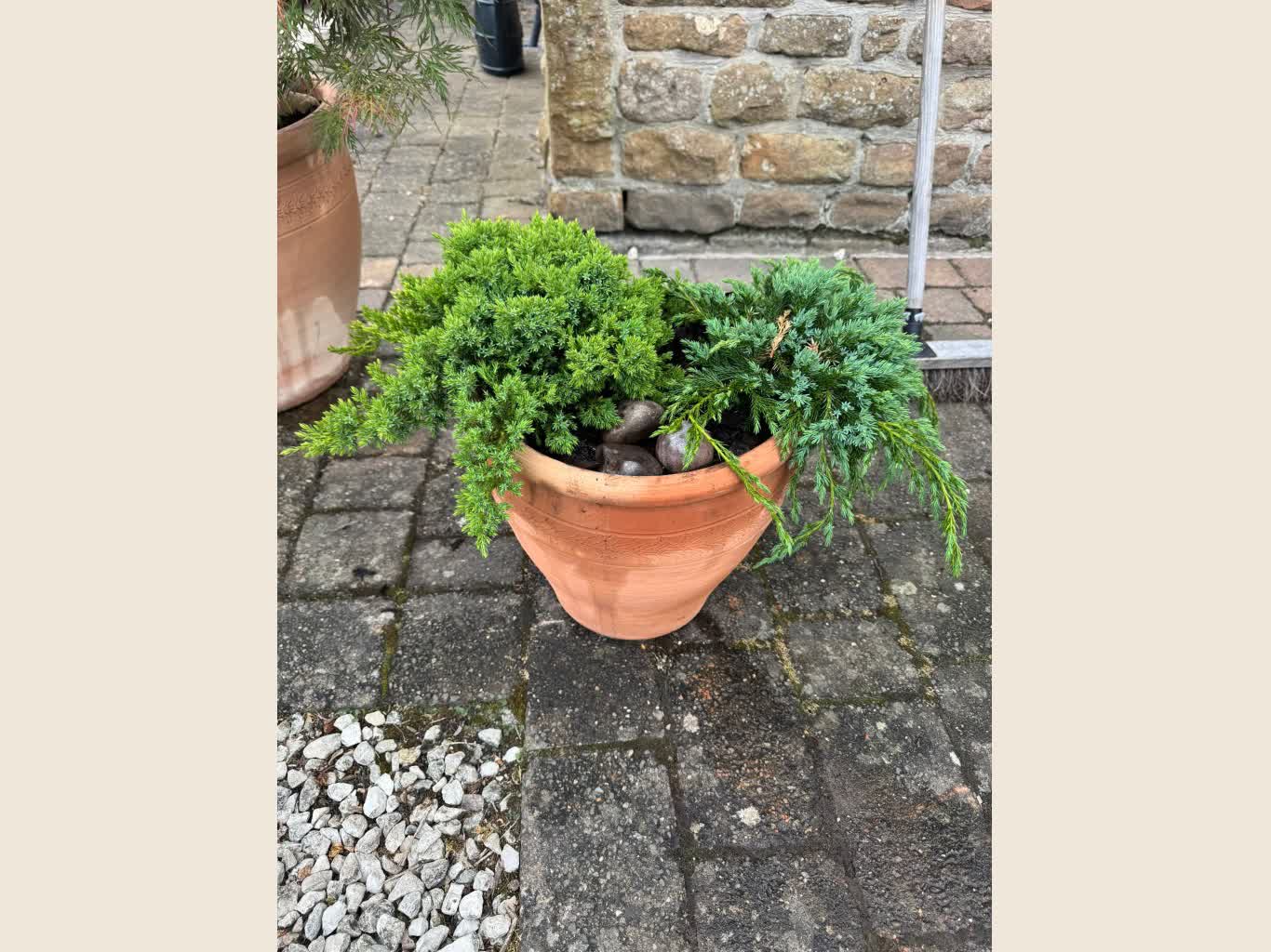 A mature specimen plant composition against a stone wall.