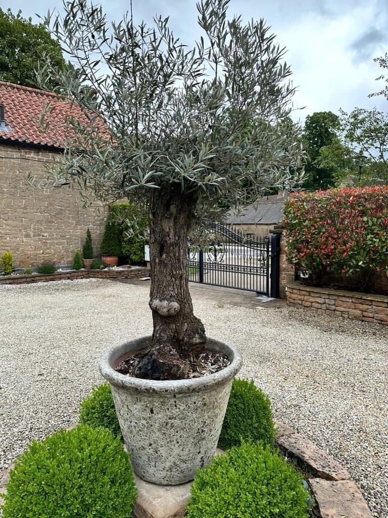 A gnarled specimen olive tree styled in a weathered rustic planter positioned at a driveway entrance.