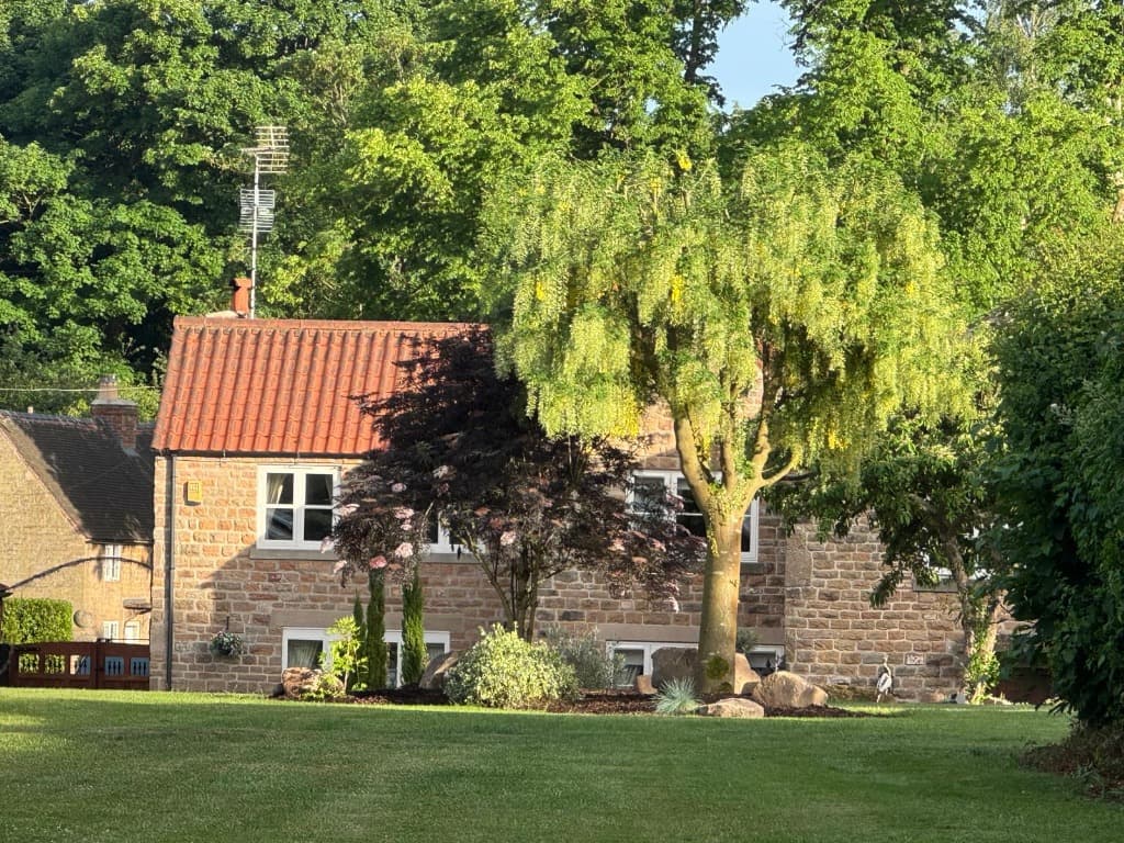 The stone cottage house and private studio gardens of Artisan Planters in Linby, with a golden rain tree and acer specimen.